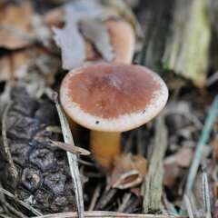 Infundibulicybe geotropa