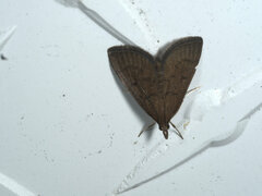 Pyraustinae