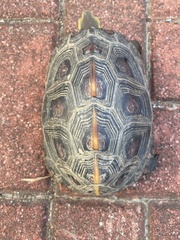 Cuora flavomarginata