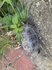 Cuora flavomarginata