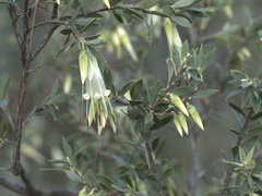 Styphelia triflora