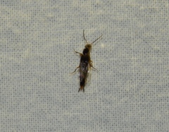Staphylinidae
