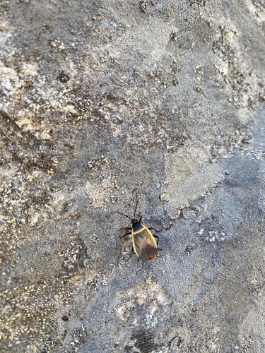 iNaturalist observation photo of California Bordered Plant Bug