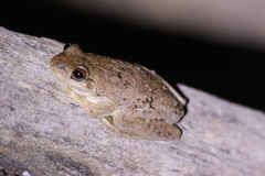 Litoria rothii