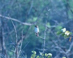 Cisticola
