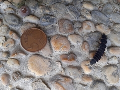 Nyctophila reichii