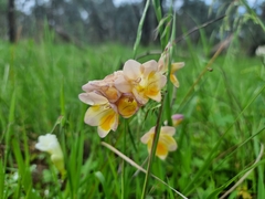 Freesia