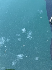 Bolinopsis microptera