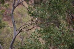 Nycticorax caledonicus
