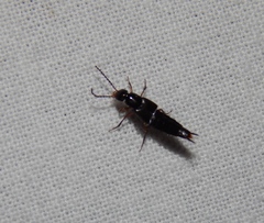 Staphylinidae