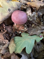 Mycena rosea
