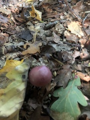 Mycena rosea
