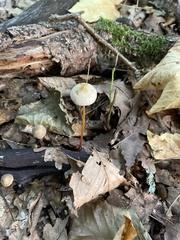 Mycena crocata