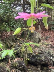 Passiflora tarminiana