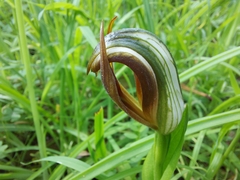 Pterostylis cucullata