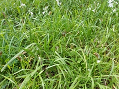 Pterostylis cucullata