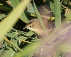Acrocephalus bistrigiceps