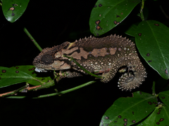 Bradypodion ventrale