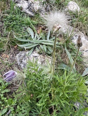Pulsatilla montana