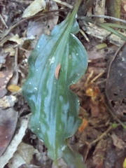 Calanthe madagascariensis