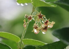 Vincetoxicum hirsutum