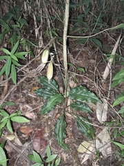 Calanthe madagascariensis