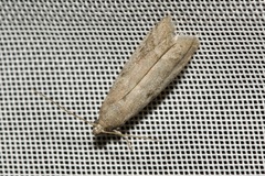 Ephestia elutella