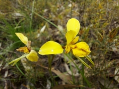 Diuris × palachila