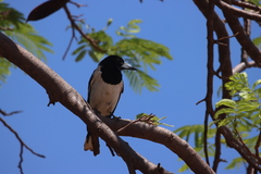Cracticus nigrogularis