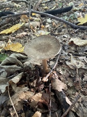 Lactarius lignyotus