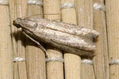 Ephestia elutella