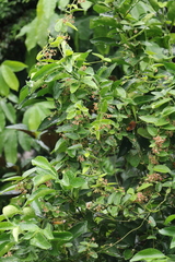 Vincetoxicum hirsutum