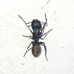 Camponotus aeneopilosus
