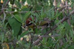 Basileuterus rufifrons