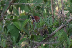 Basileuterus rufifrons