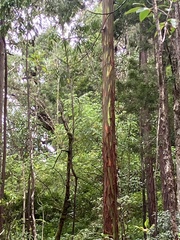Eucalyptus deglupta