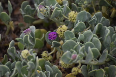 Abronia maritima