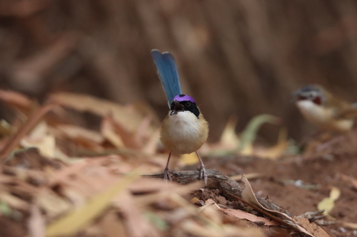 Purple-crowned Fairywren