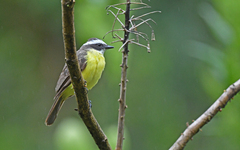 Myiozetetes cayanensis