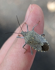 Apodiphus integriceps