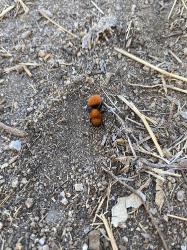 iNaturalist observation photo of Pacific Velvet Ant