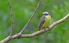 Myiozetetes cayanensis