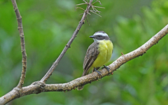 Myiozetetes cayanensis