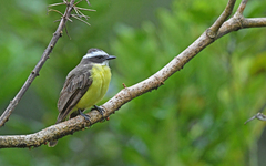 Myiozetetes cayanensis