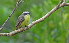 Myiozetetes cayanensis