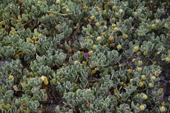 Abronia maritima