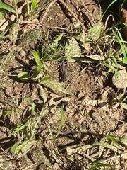 Plestiodon fasciatus