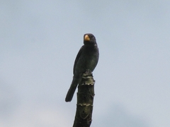 Sporophila