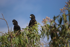 Calyptorhynchus banksii