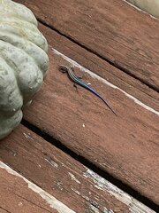 Plestiodon fasciatus